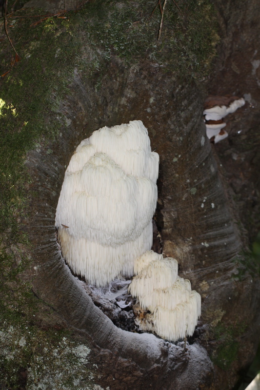 Hericium erinaceum